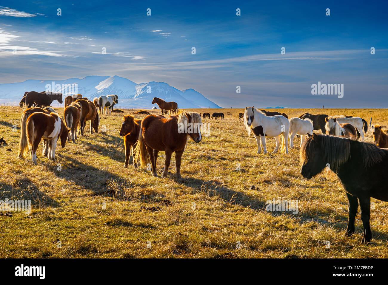 Paesaggio autunnale da pascoli con cavalli tipici islandesi nel nord dell'Islanda Foto Stock