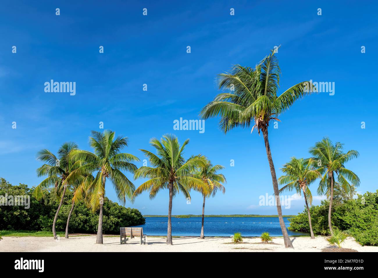 Spiaggia soleggiata con palme da cocco e mare tropicale sulla spiaggia di Key Largo, Florida. Foto Stock