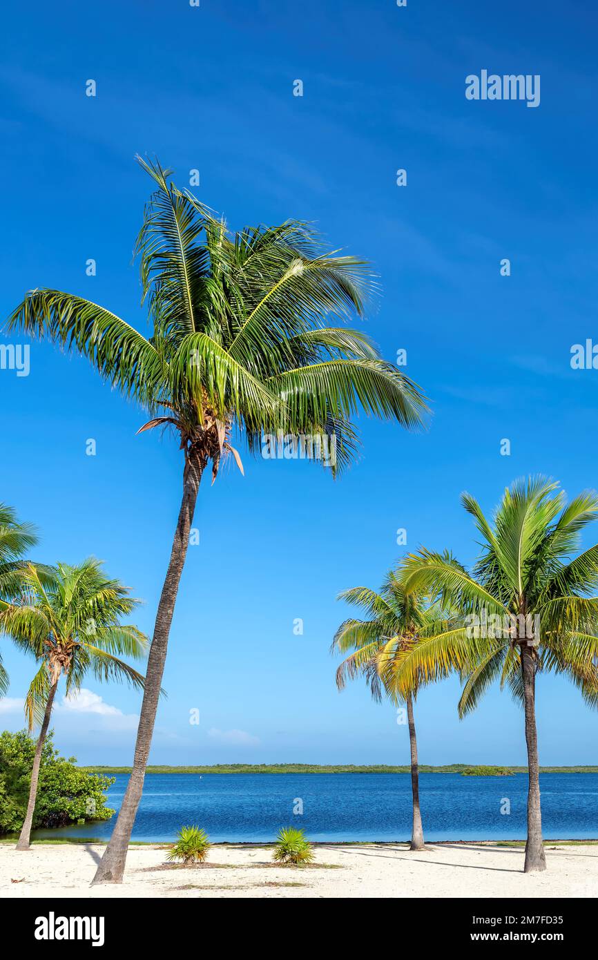 Spiaggia di sabbia tropicale con palme di cocco in Giamaica isola caraibica. Foto Stock