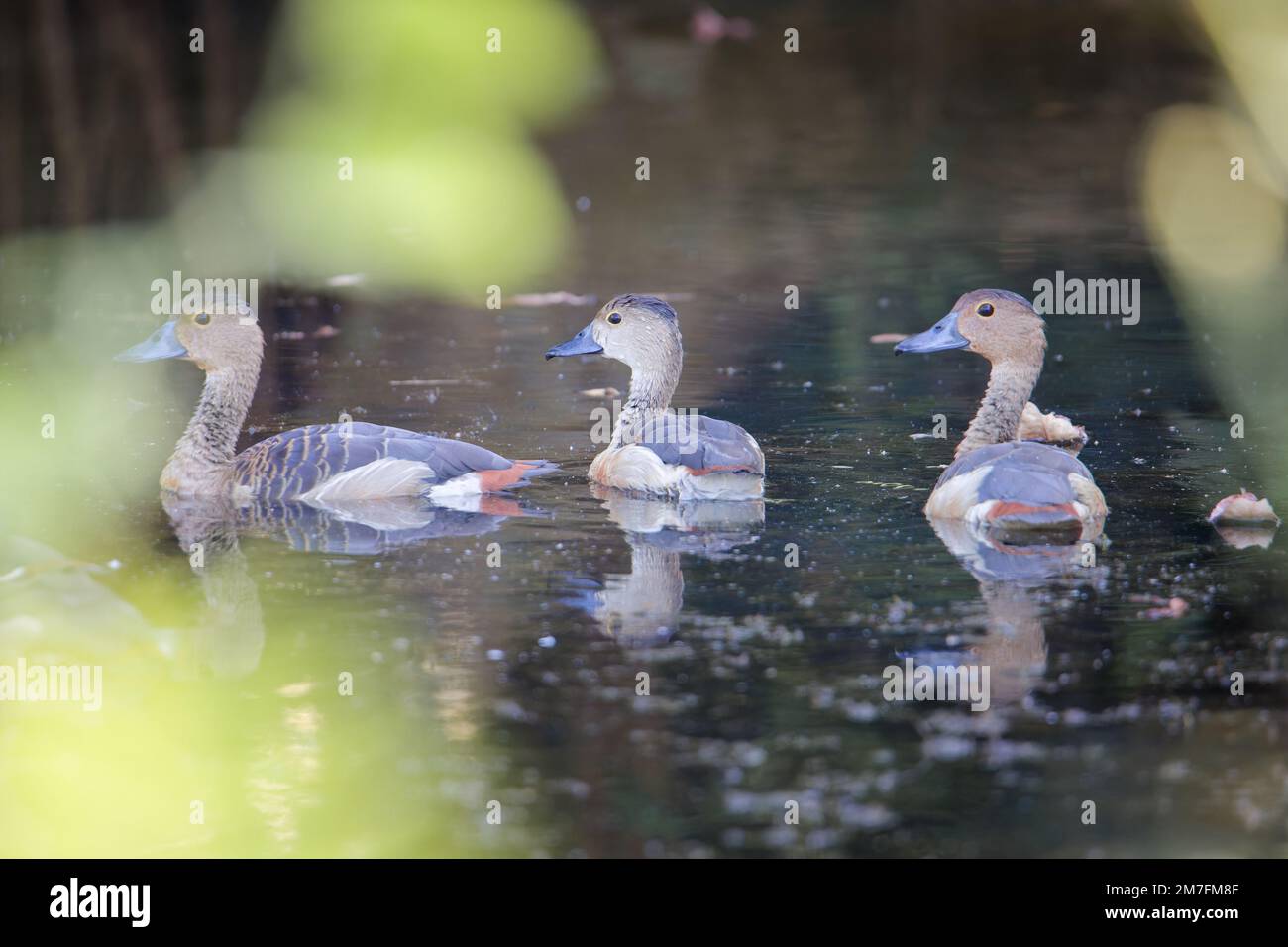 Anatra meno fischiante che nuota Sri Lanka Foto Stock