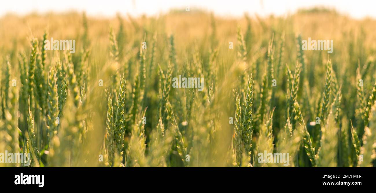 Campo panoramico di grano primo piano Foto Stock