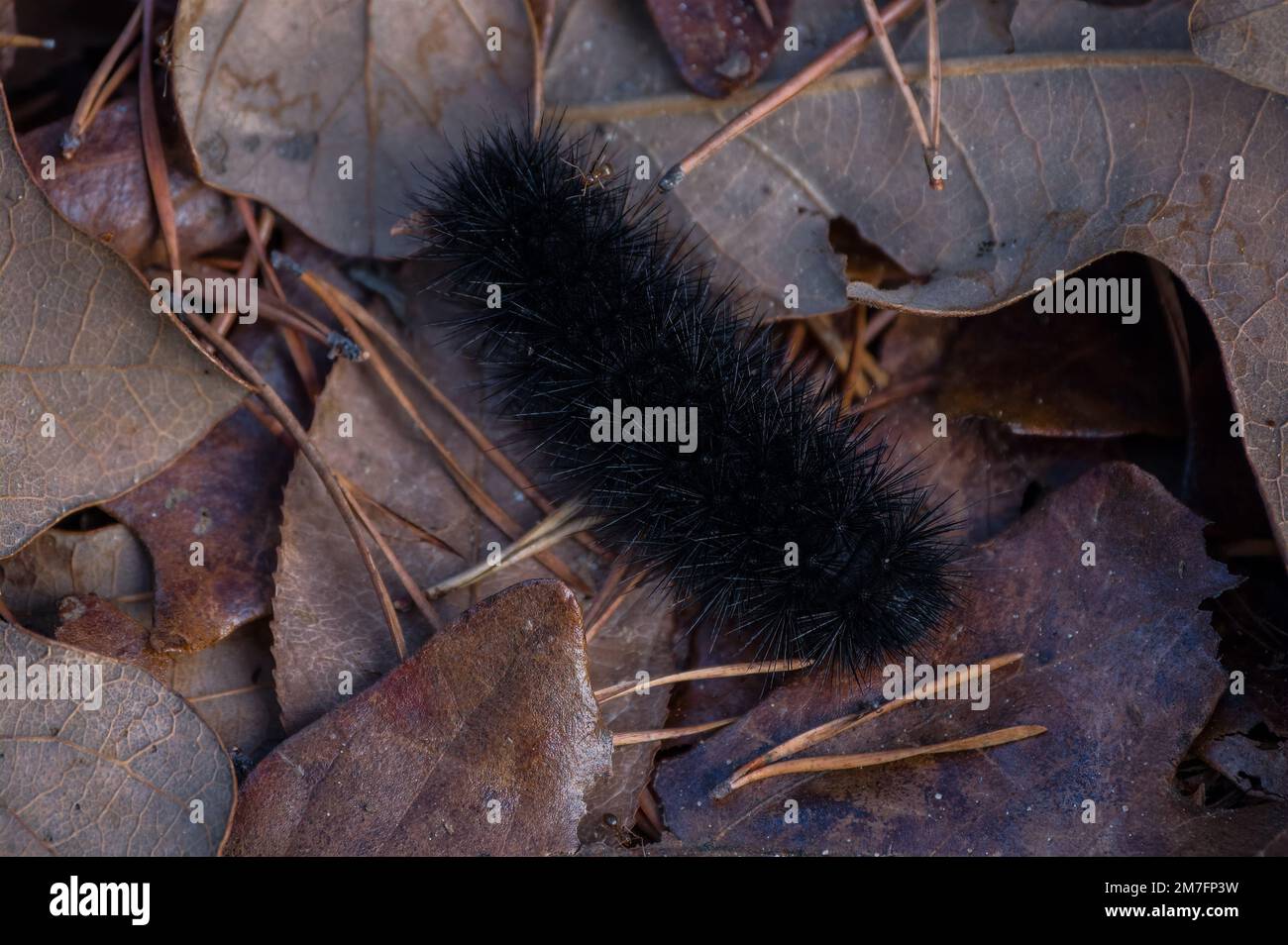 Un bruco di lanugine tutto nero che striscio sulle foglie cadute sul pavimento della foresta a fine autunno che si trasformerà in una gigantesca falce leopardata Foto Stock