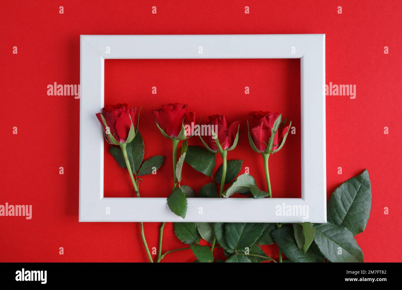 Rose rosse in cornice bianca per San Valentino, matrimonio proposta di impegno, compleanno, anniversario, matrimonio, Festa della mamma. Fiori d'amore piatto. Foto Stock