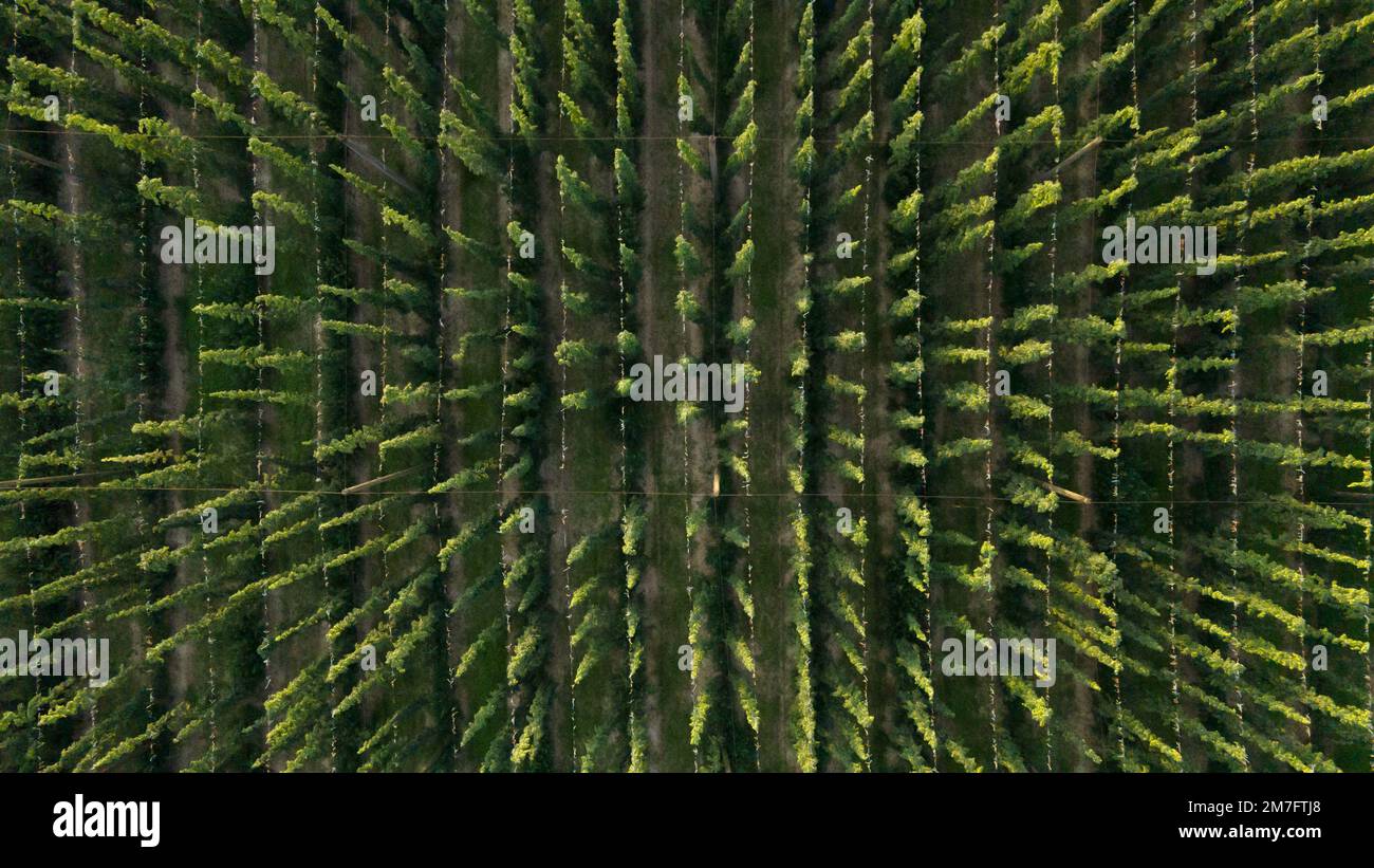 Vista aerea del cortile verde luppolo per la produzione di birra, cibo e bevande concetto Foto Stock