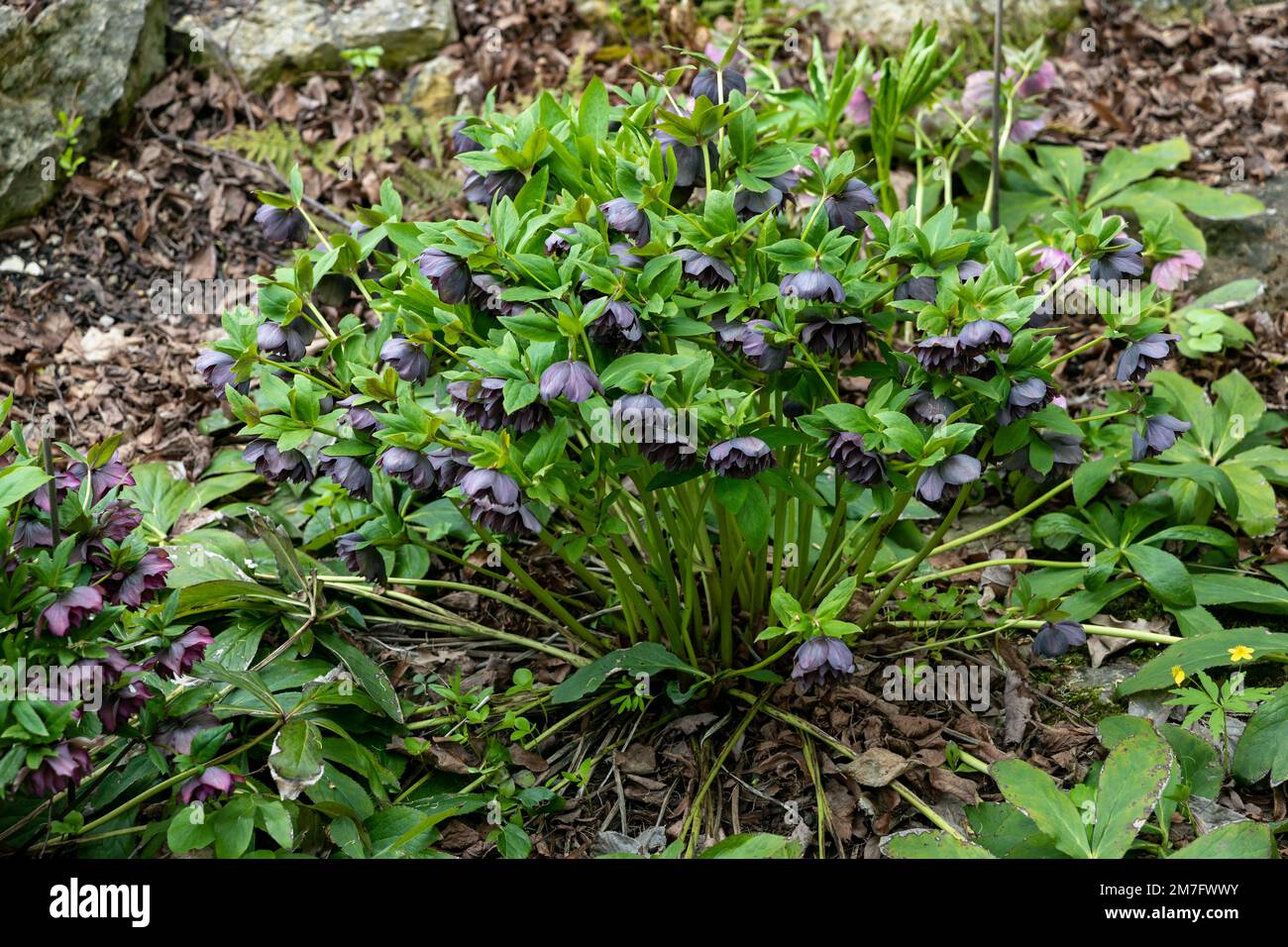 Helleborus orientalis Double Ellen Fiori viola Foto Stock