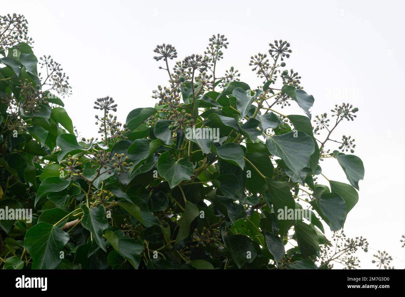 Fiori e foglie verde scuro di Hedera Helix 'aborescens', noto anche come edera comune Foto Stock