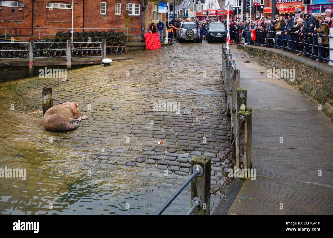 Thor il walrus che riposa su una passerella nel porto di Scarborough con folle di spettatori Foto Stock