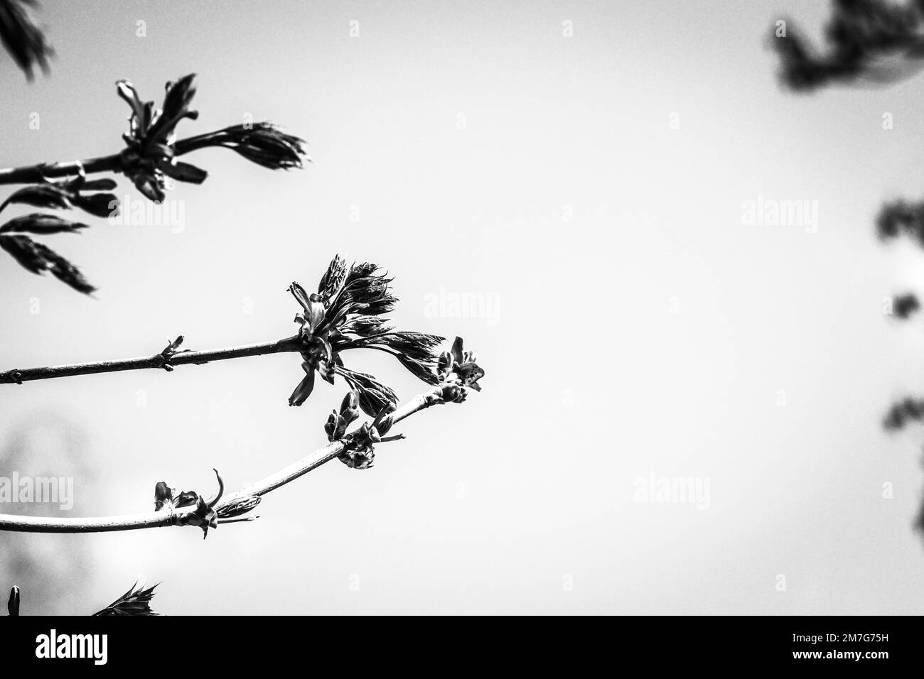 Foglie di albero molto giovani che crescono in aprile, immagine in bianco e nero Foto Stock