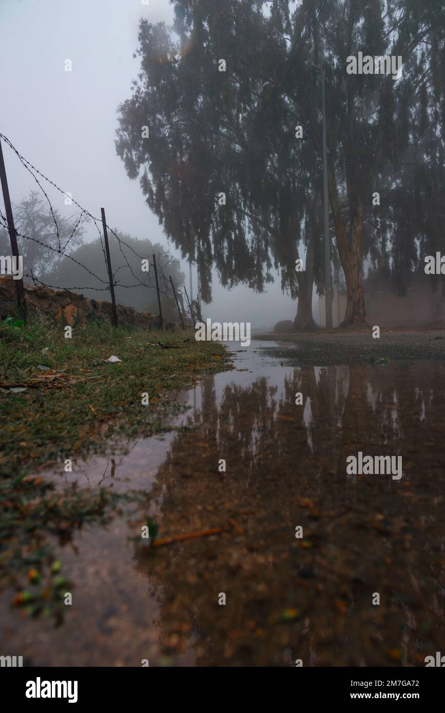 Natura verde del deserto dell'Arabia Saudita durante l'inverno Foto Stock