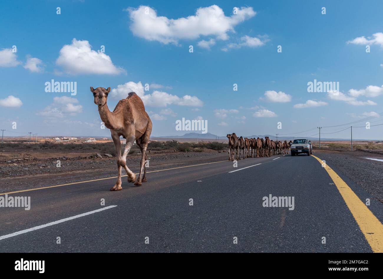 Cammelli e le strade arabe Foto Stock