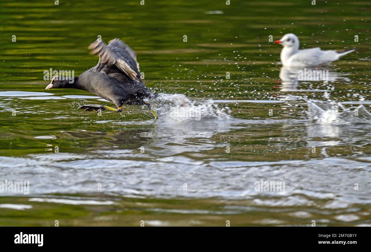 Moorhen a Kelsey Park, Beckenham, Greater London. Un moorhen sta correndo attraverso il lago. Moorhen comune (Gallinula chloropus), Regno Unito. Foto Stock