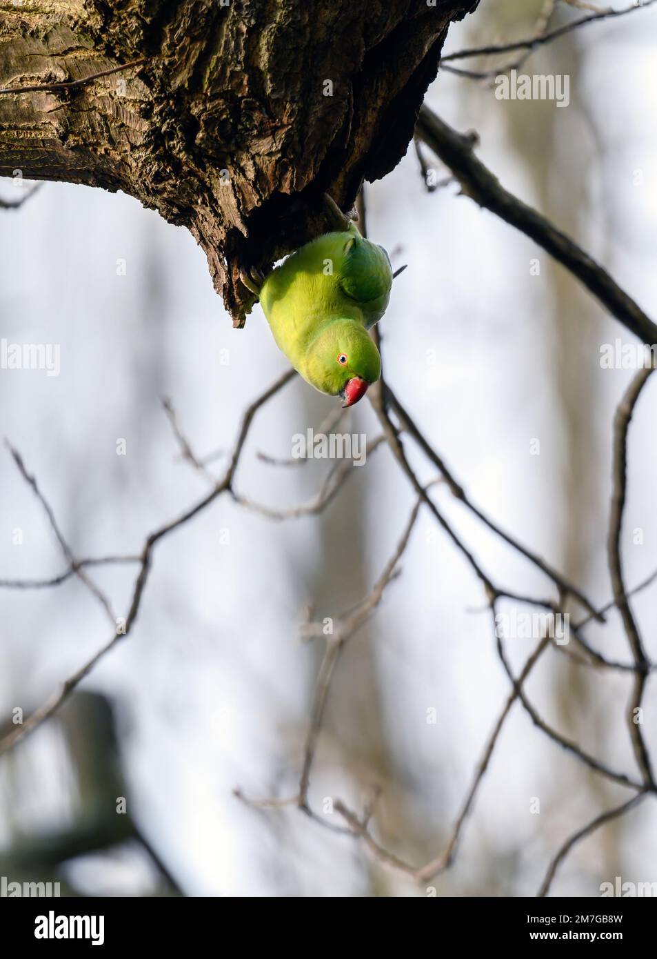 Parakeet a collo ad anello a Kelsey Park, Beckenham, Kent. Il parakeet verde feral è seduto su un ramo. Parakeet con collo ad anello (Psittacula krameri). Foto Stock