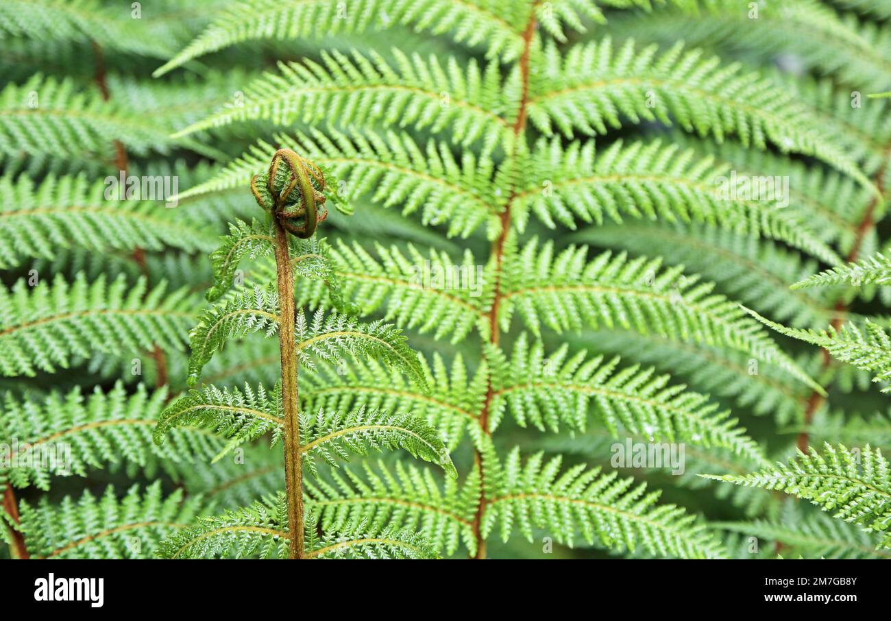 Laminato Fern foglia - Nuova Zelanda Foto Stock