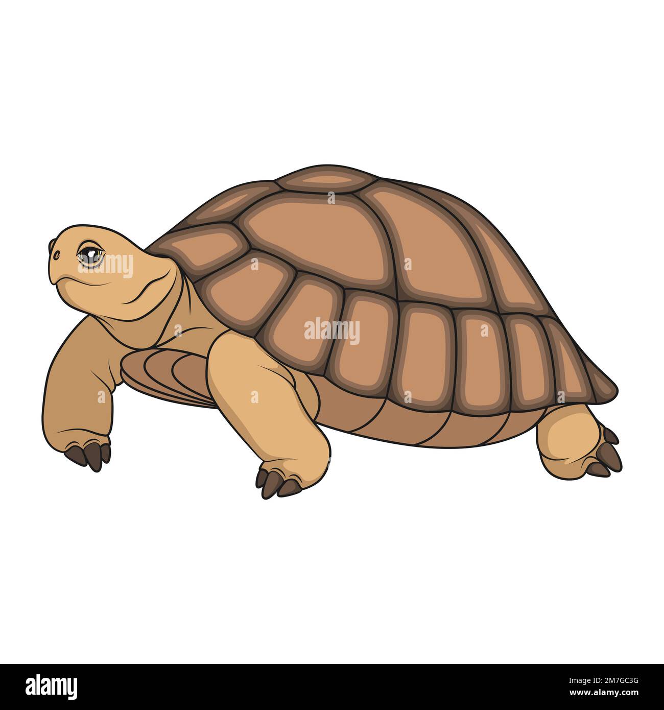 Сolor illustrazione con tartaruga. Oggetto vettoriale isolato su sfondo bianco. Illustrazione Vettoriale