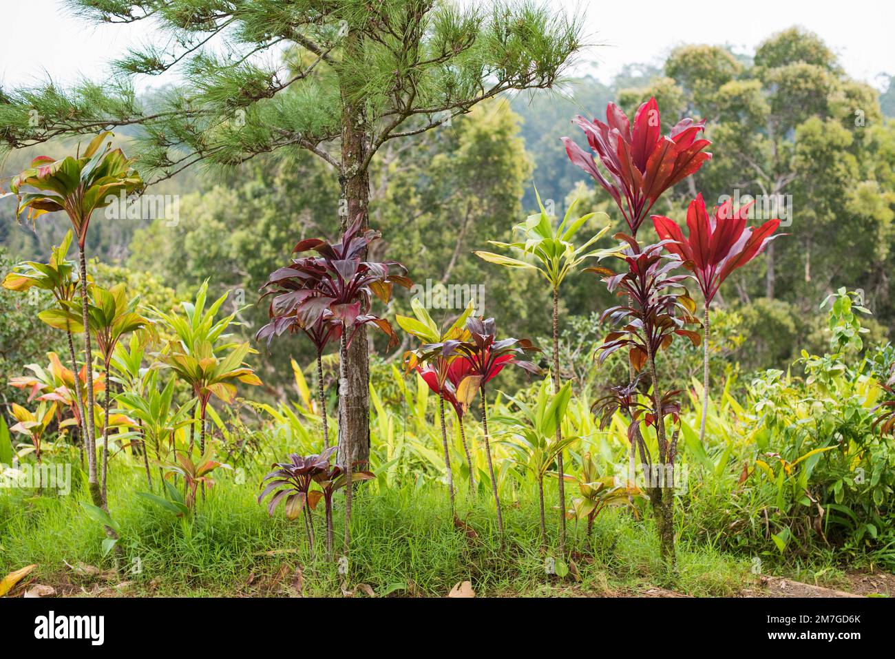 Piante tropicali sfondo in Hawaii, USA Foto Stock