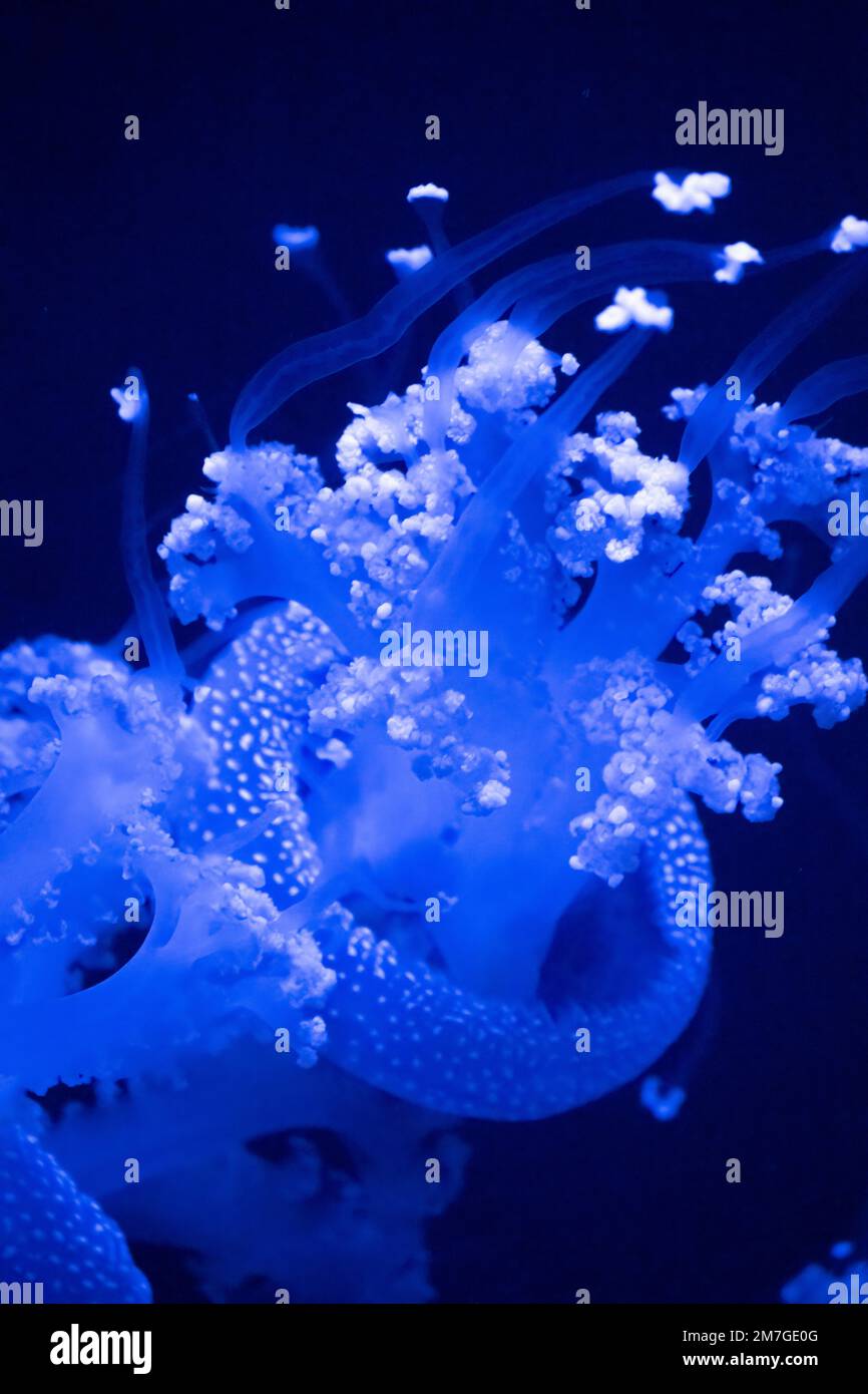 Meduse bianche (Phyllorhiza punctata) presso l'acquario della Georgia nel centro di Atlanta, Georgia. (USA) Foto Stock