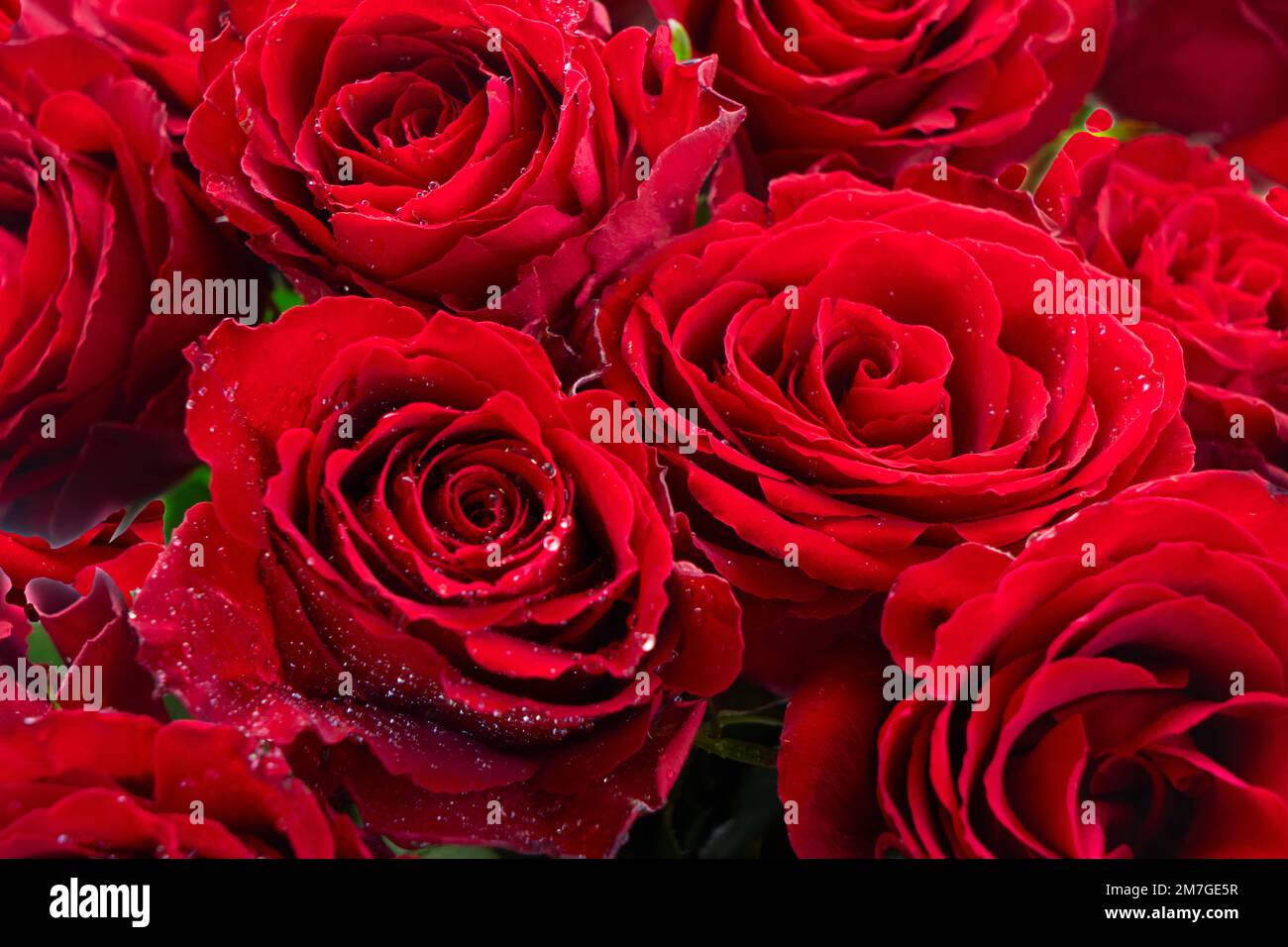 Fiori di rosa rossi di Crimson Foto Stock