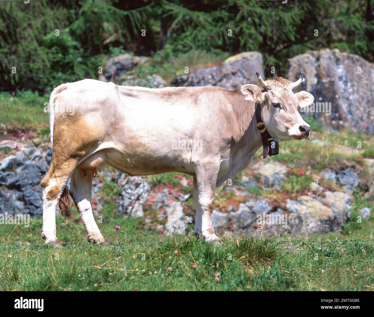 Mucca Simmental tradizionale con campanello, Oberland Bernese, Svizzera Foto Stock