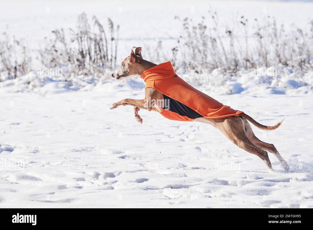 Cane da frusta che corre nella neve. Whippet inglese o Snap dog Foto Stock