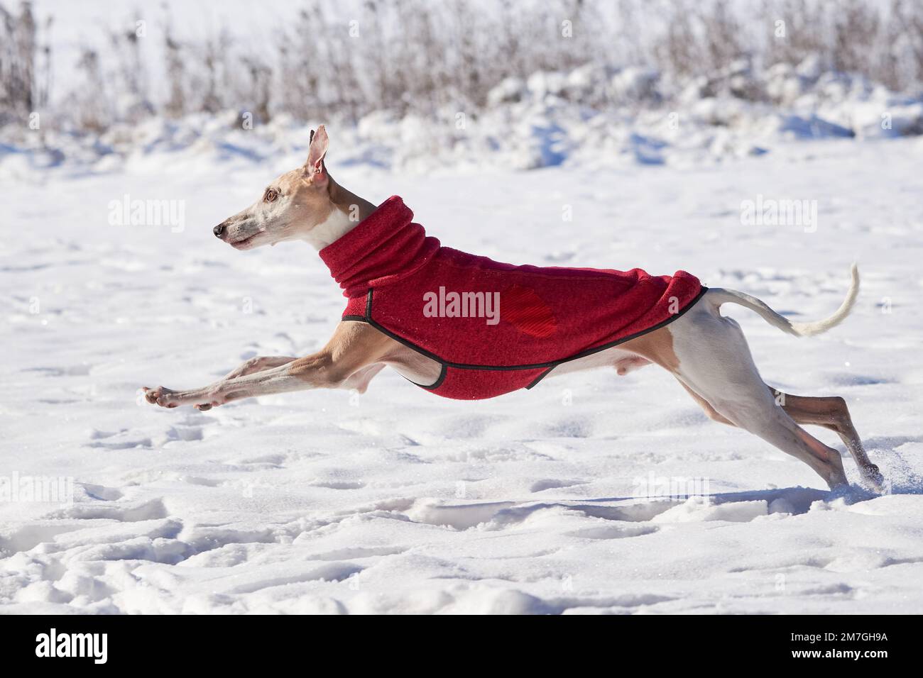 Cane da frusta che corre nella neve. Whippet inglese o Snap dog Foto Stock