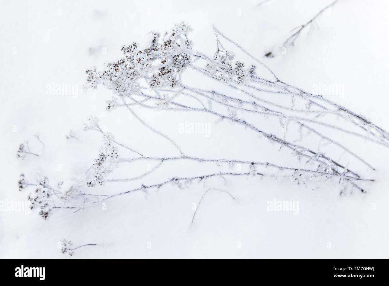 Le piante congelate sono in una nevicata, foto ravvicinata con messa a fuoco morbida selettiva, sfondo naturale astratto d'inverno Foto Stock