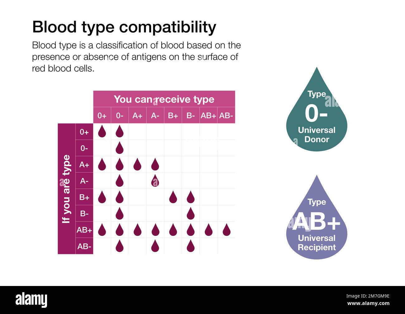 Grafico che spiega la compatibilità tra i diversi tipi di sangue umano Foto Stock