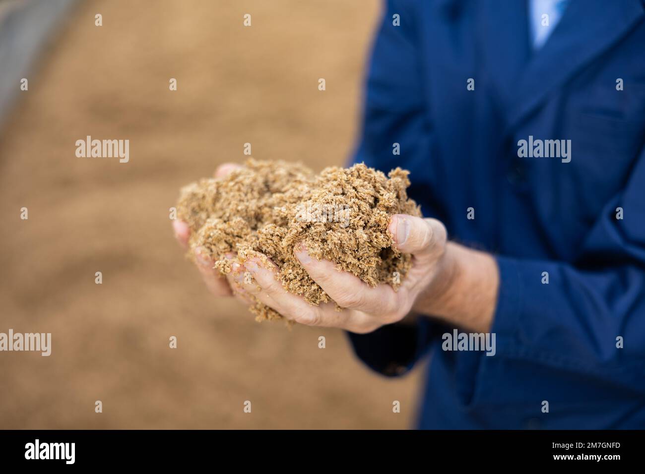 Mani di contadini maschi che detengono una manciata di chicchi di birra Foto Stock