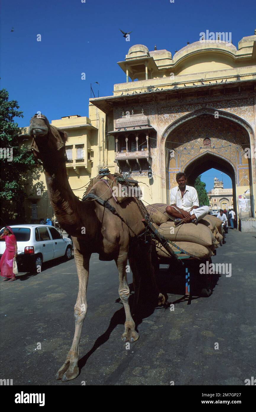 Camel, Gate, Jaipur, Rajasthan, India Foto Stock