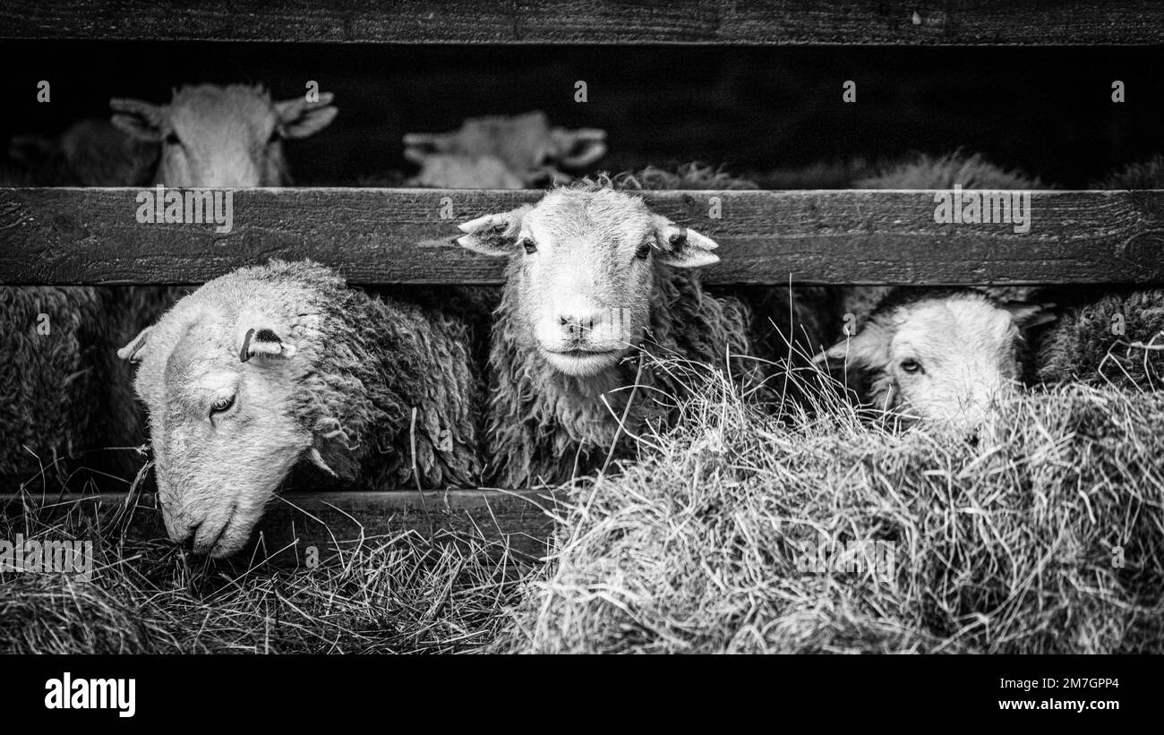 Pecora di Herdwick in fienile Foto Stock