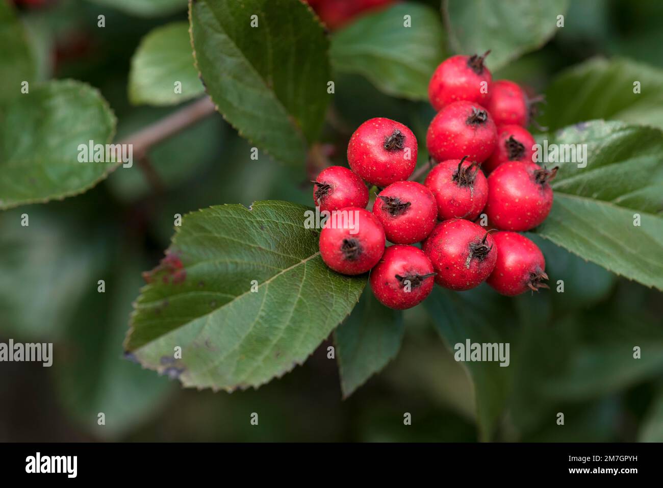 Frutti del biancospino o della mela (Crataegus x lavallei 'Carrierei'), Baviera, Germania Foto Stock