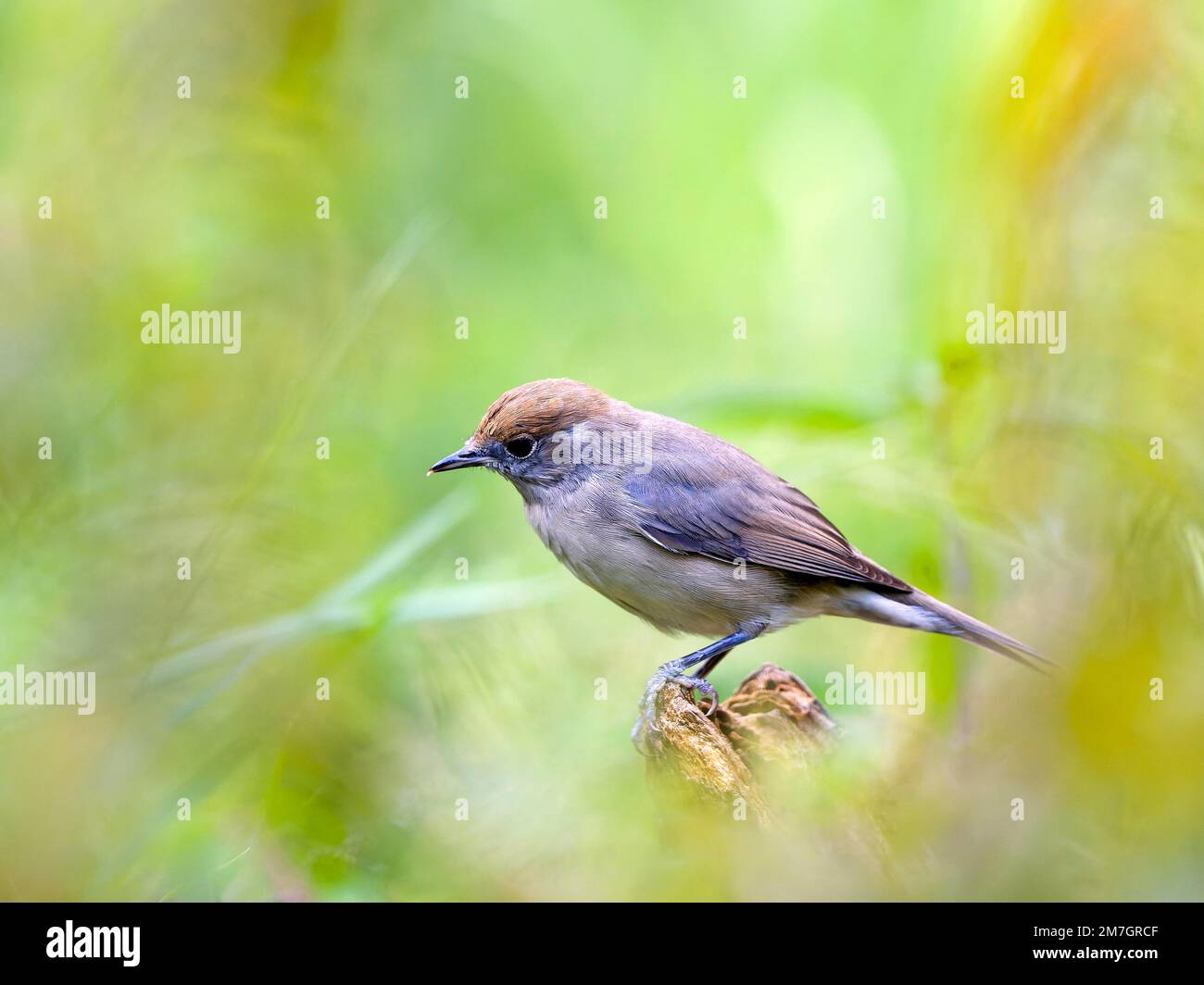 Blackcap (Sylvia atricapilla), donna seduta su una radice, Solms, Assia, Germania Foto Stock