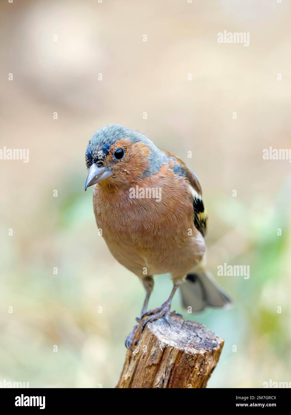 Chaffinch comune (Fringilla coelebs), maschio seduto su un ramo, Solms, Assia, Germania Foto Stock