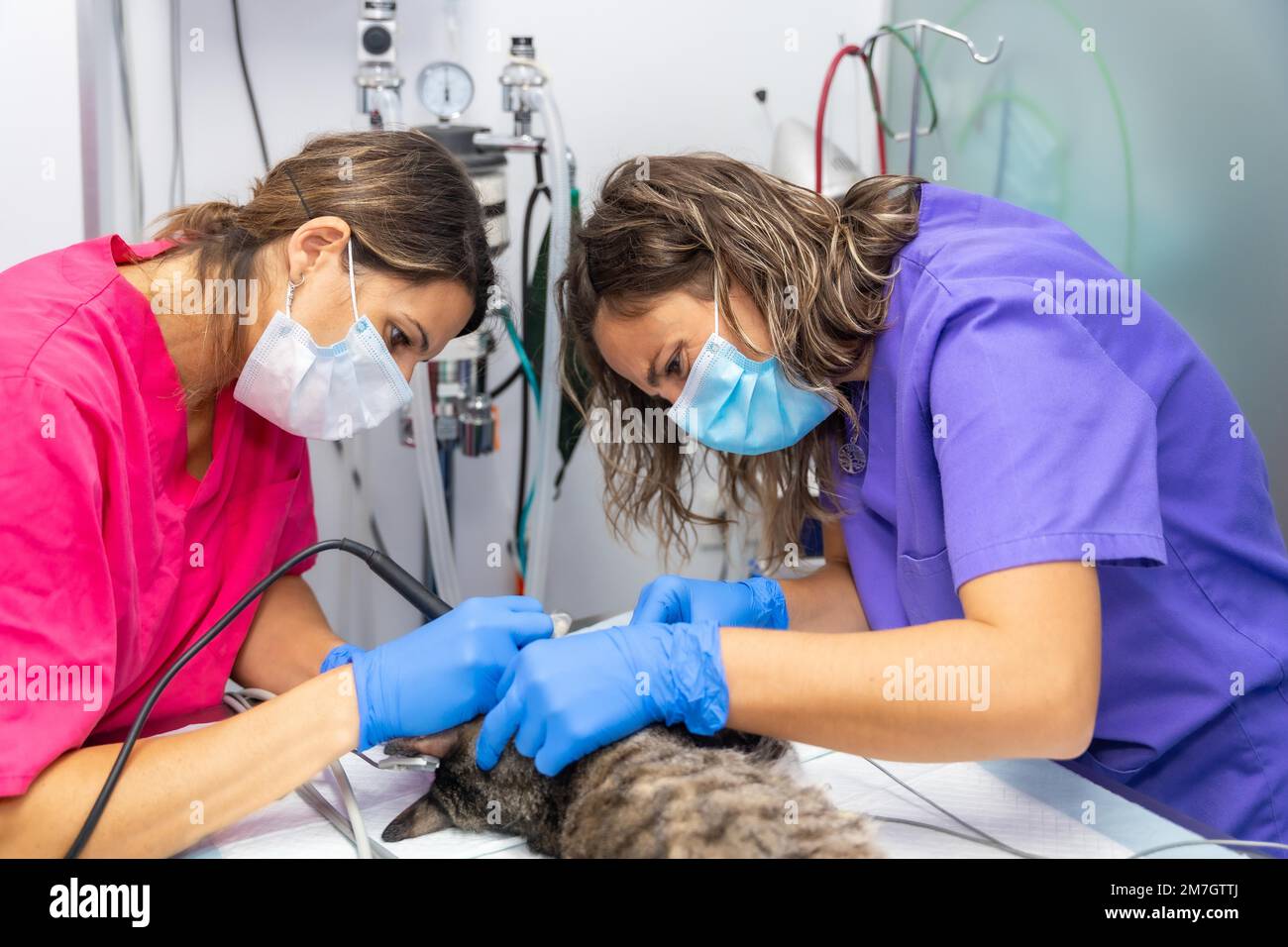 Clinica veterinaria, operazione su un gatto, veterinario e veterinario assistente in bocca operazione Foto Stock