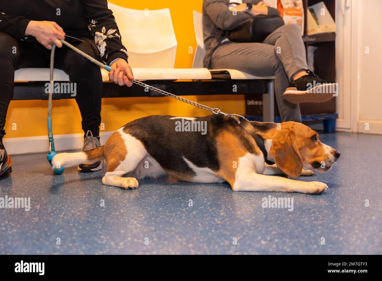 Clinica veterinaria, un cane che aspetta di essere visto in sala d'attesa su un guinzaglio Foto Stock