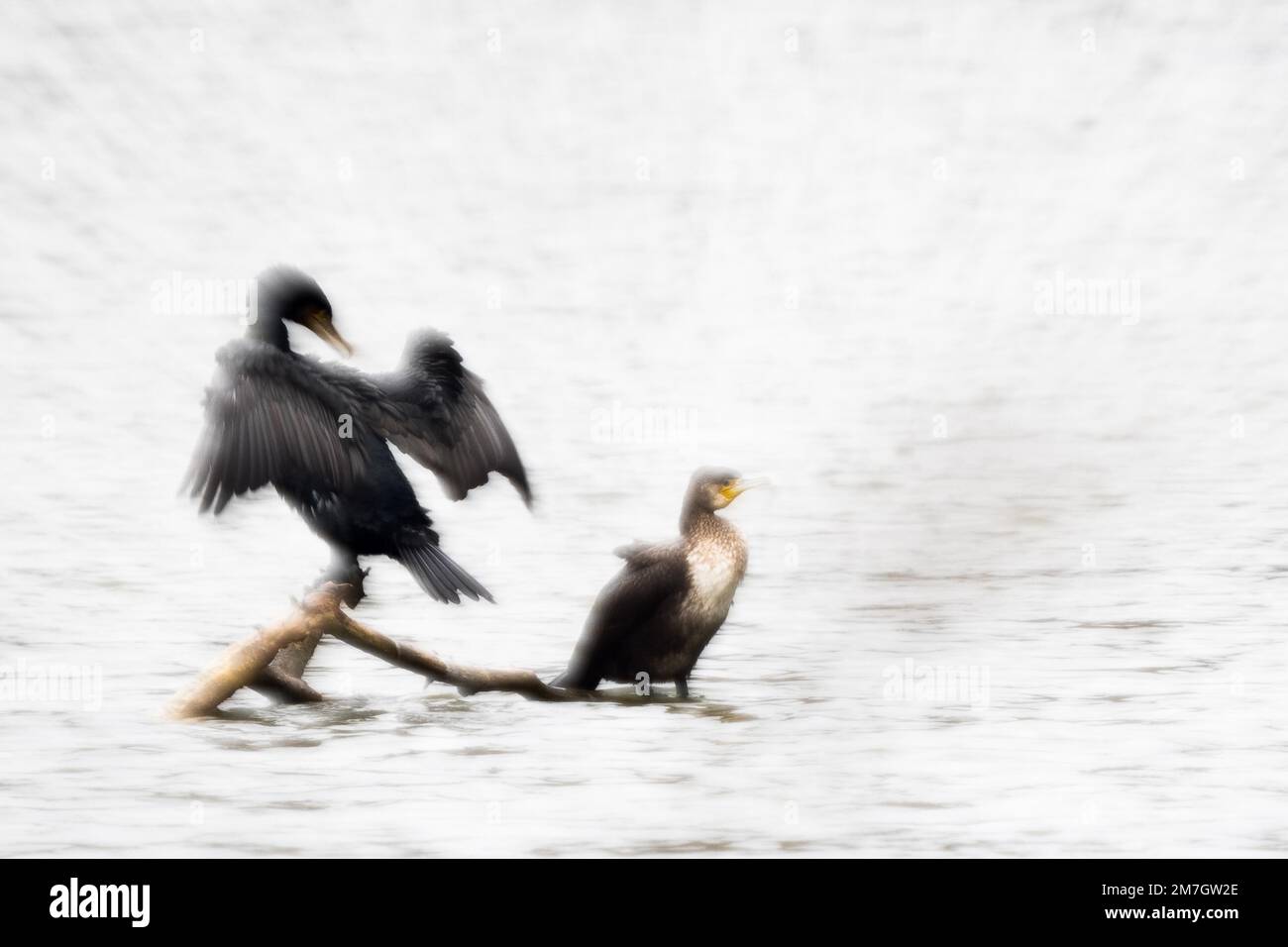 Due grandi cormorani (Phalacrocorax carbo) su legno morto, blur movimento, Assia, Germania Foto Stock