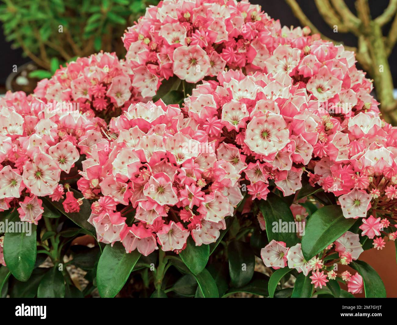 Primo piano di fiori di alloro di montagna, Kalmia latifolia Foto Stock