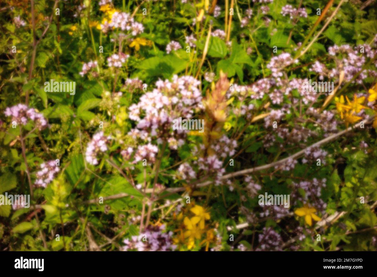 Nuovo, sfida all'età, era digitale, senza apertura di lustre, spiccano, Alta risoluzione, naturale, primo piano immagine pinhole di fiori hedgerow nel loro ambiente Foto Stock