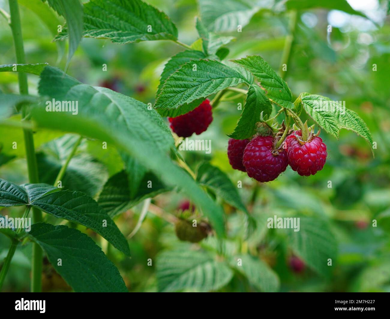 Primo piano di ramoscello con mazzo di frutti maturi di lamponi rossi e foglie verdi nel cespuglio del giardino Foto Stock