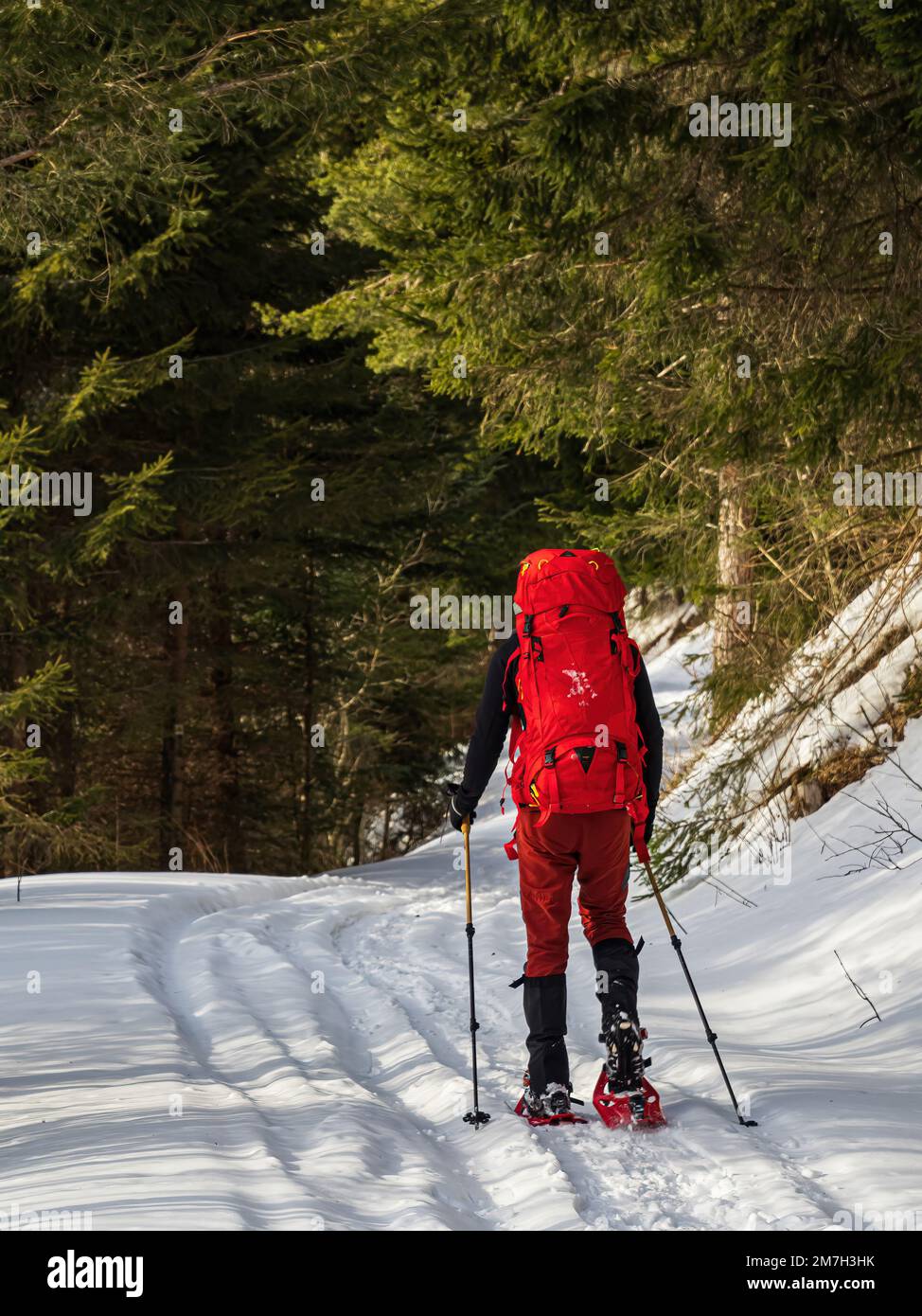 Escursionista con racchette da neve che cammina in una foresta su un sentiero innevato con zaino di racchette da trekking di abbigliamento rosso Foto Stock
