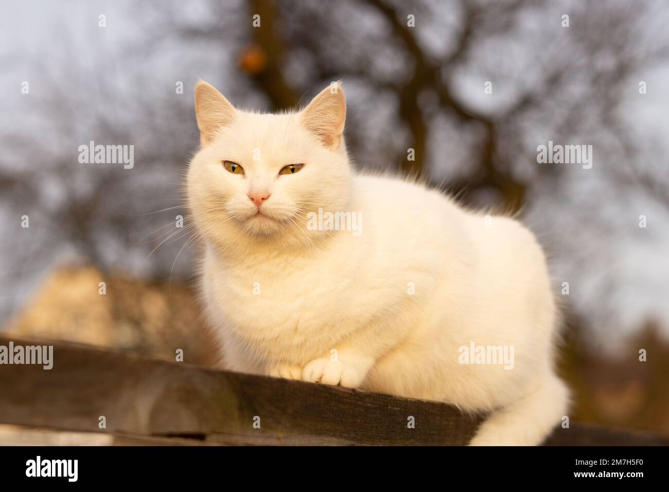 Gatto bianco con occhi gialli seduti sulla tavola di legno Foto Stock