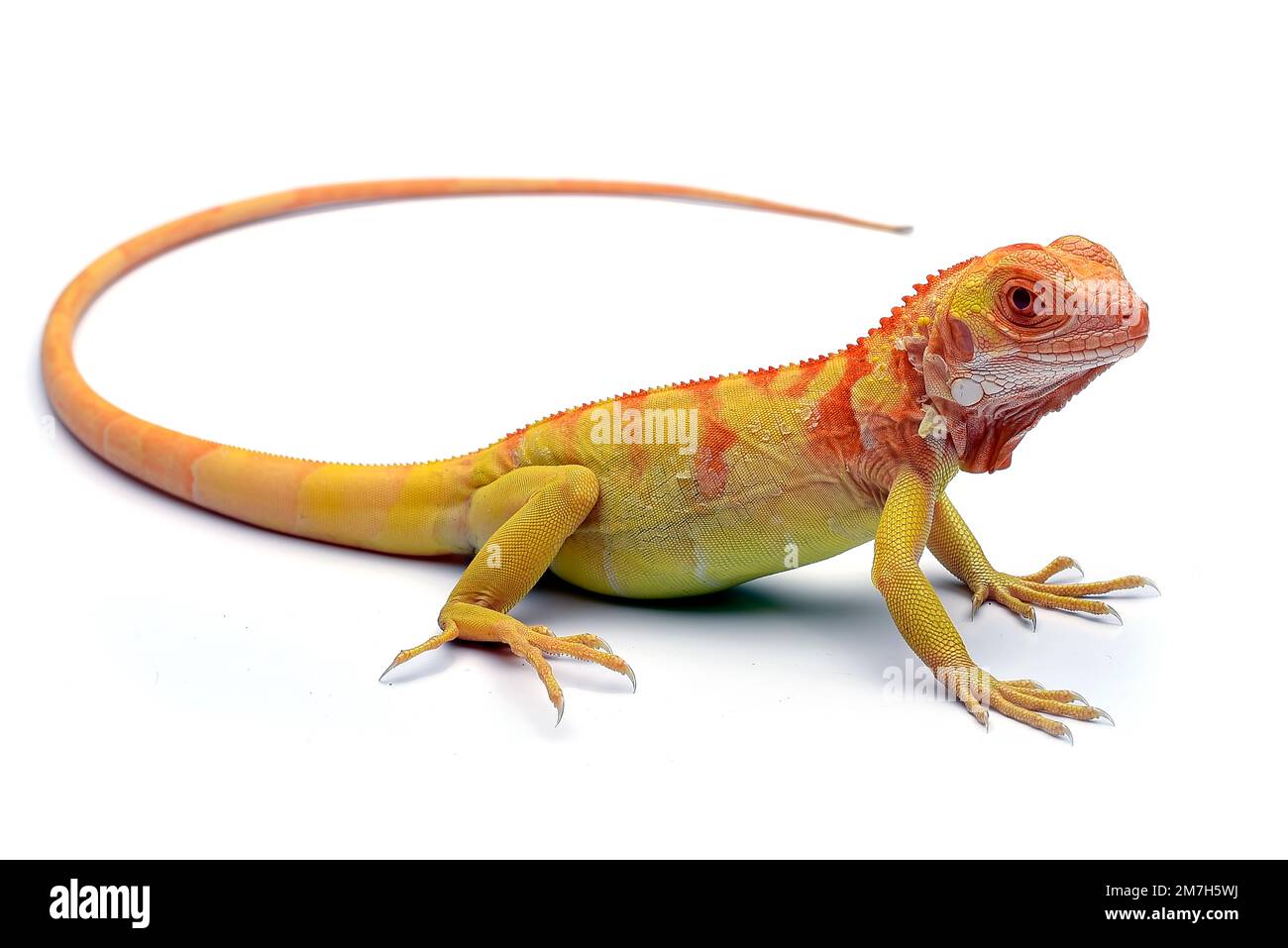 Iguana albina gialla su sfondo bianco Foto Stock