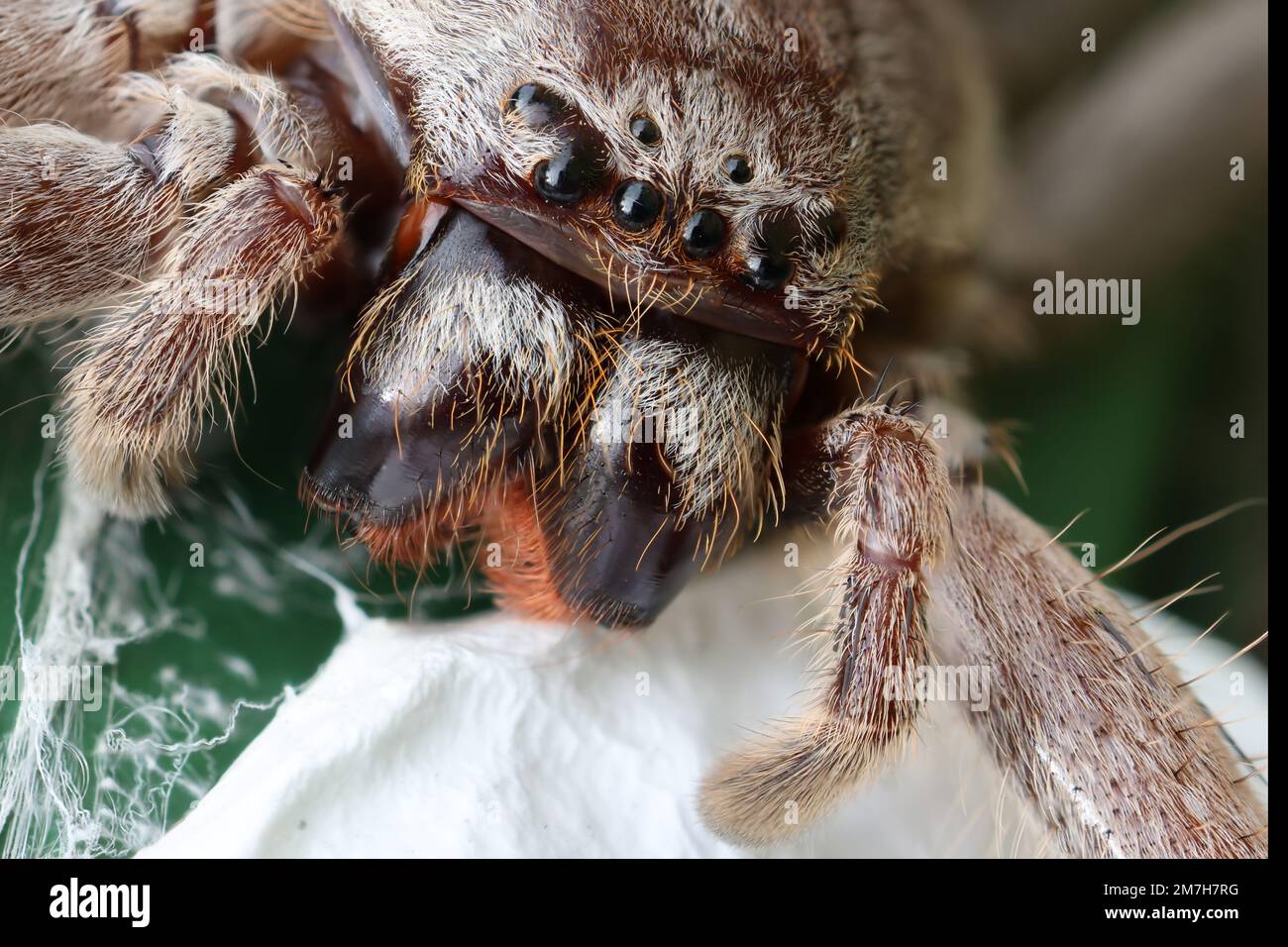 Huntsman Spider a guardia delle uova sac Foto Stock