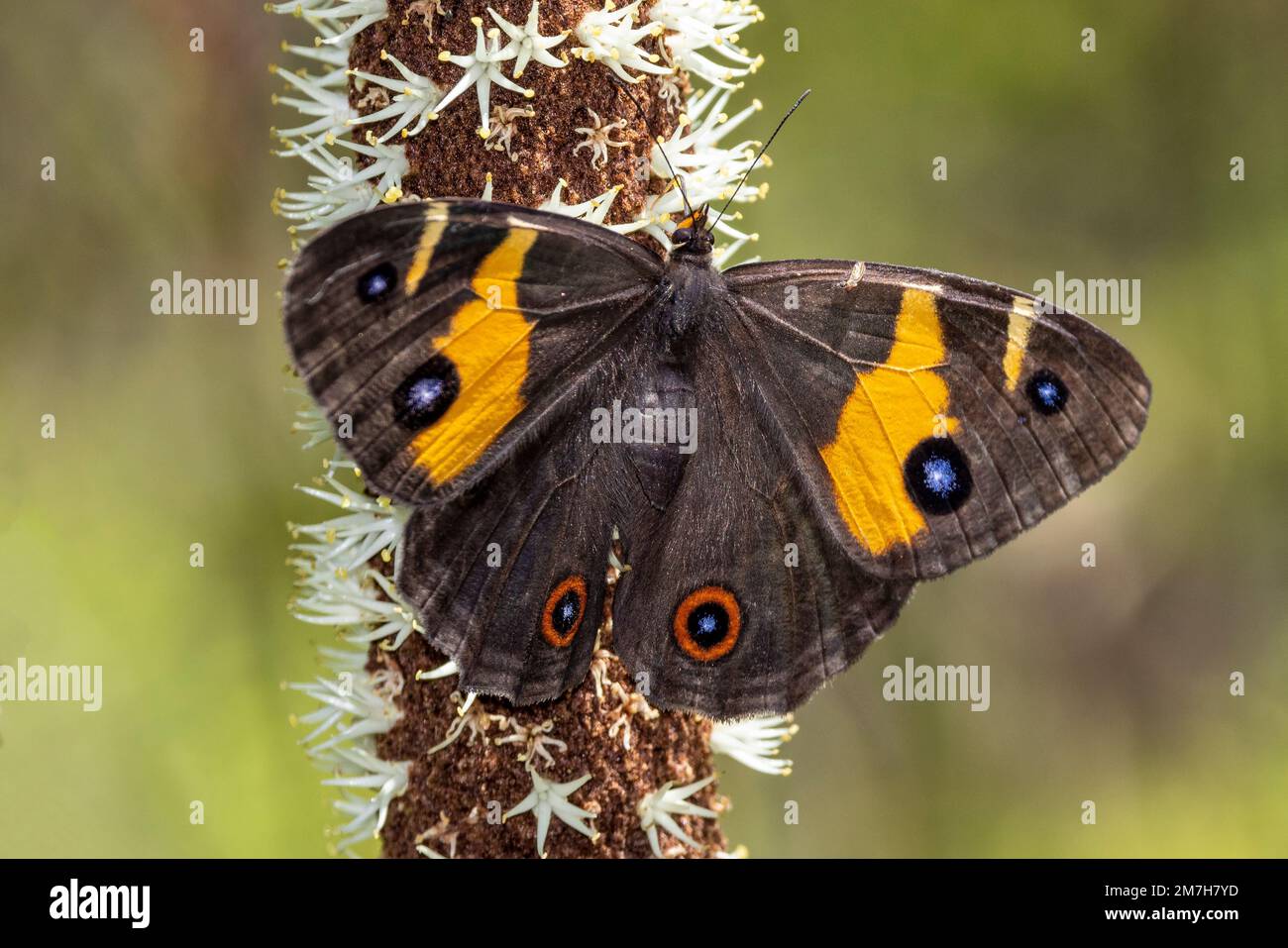 Erba di spada australiana farfalla marrone che si nutre sul nettare di un albero di erba Foto Stock