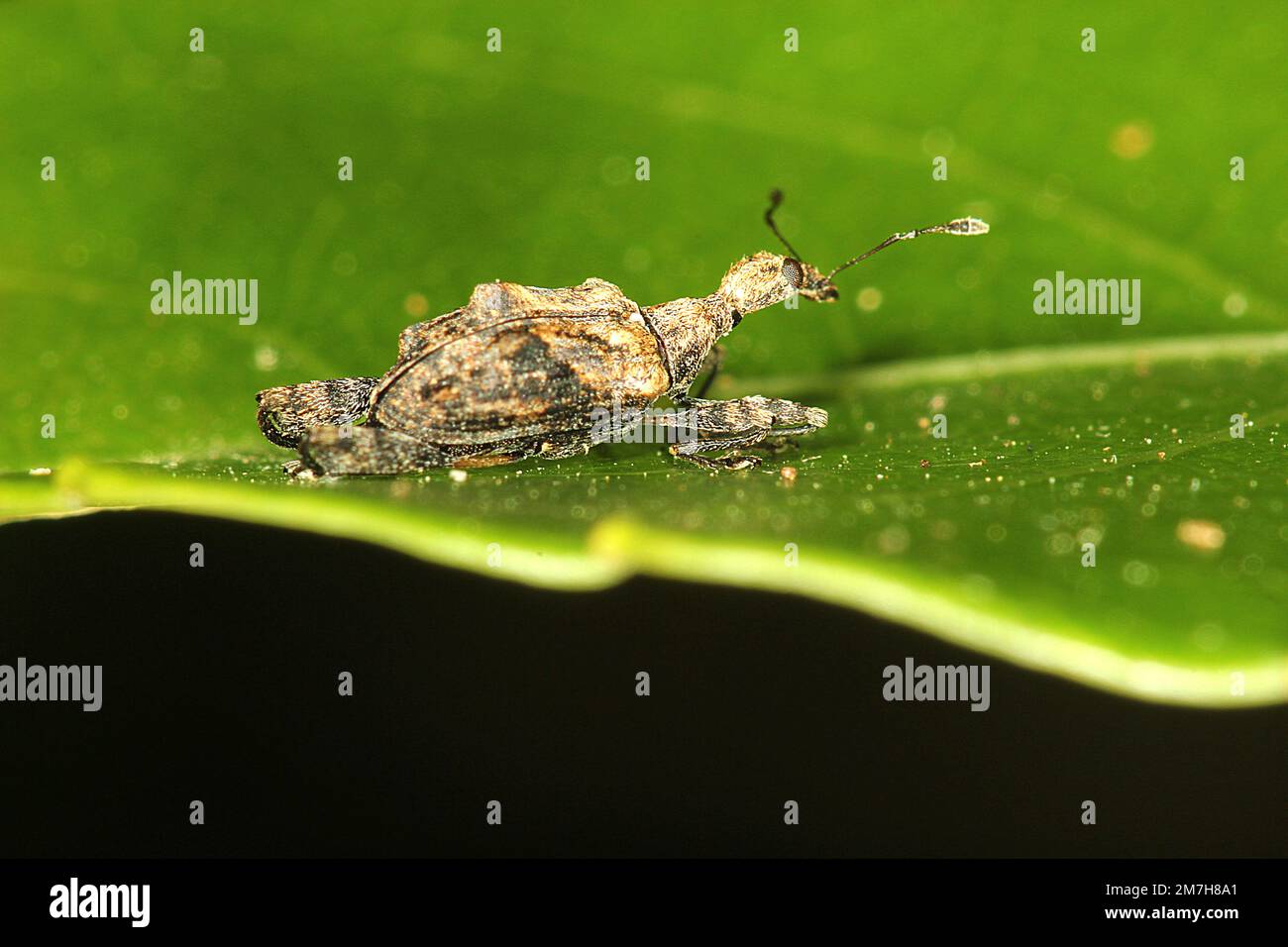 Vero weevil (Stephanorhynchus lawsoni) Foto Stock