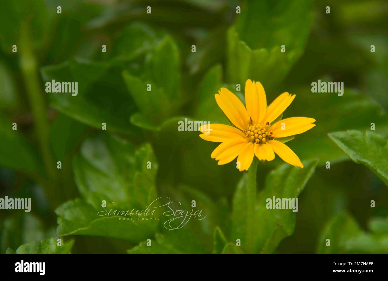 Fiori nel mio giardino domestico, Sri Lanka Foto Stock