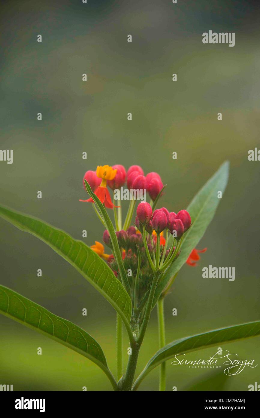 Fiori nel mio giardino domestico, Sri Lanka Foto Stock