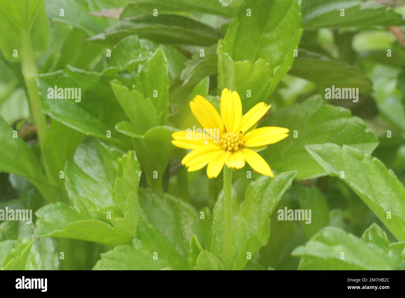 Fiori nel mio giardino domestico, Sri Lanka Foto Stock