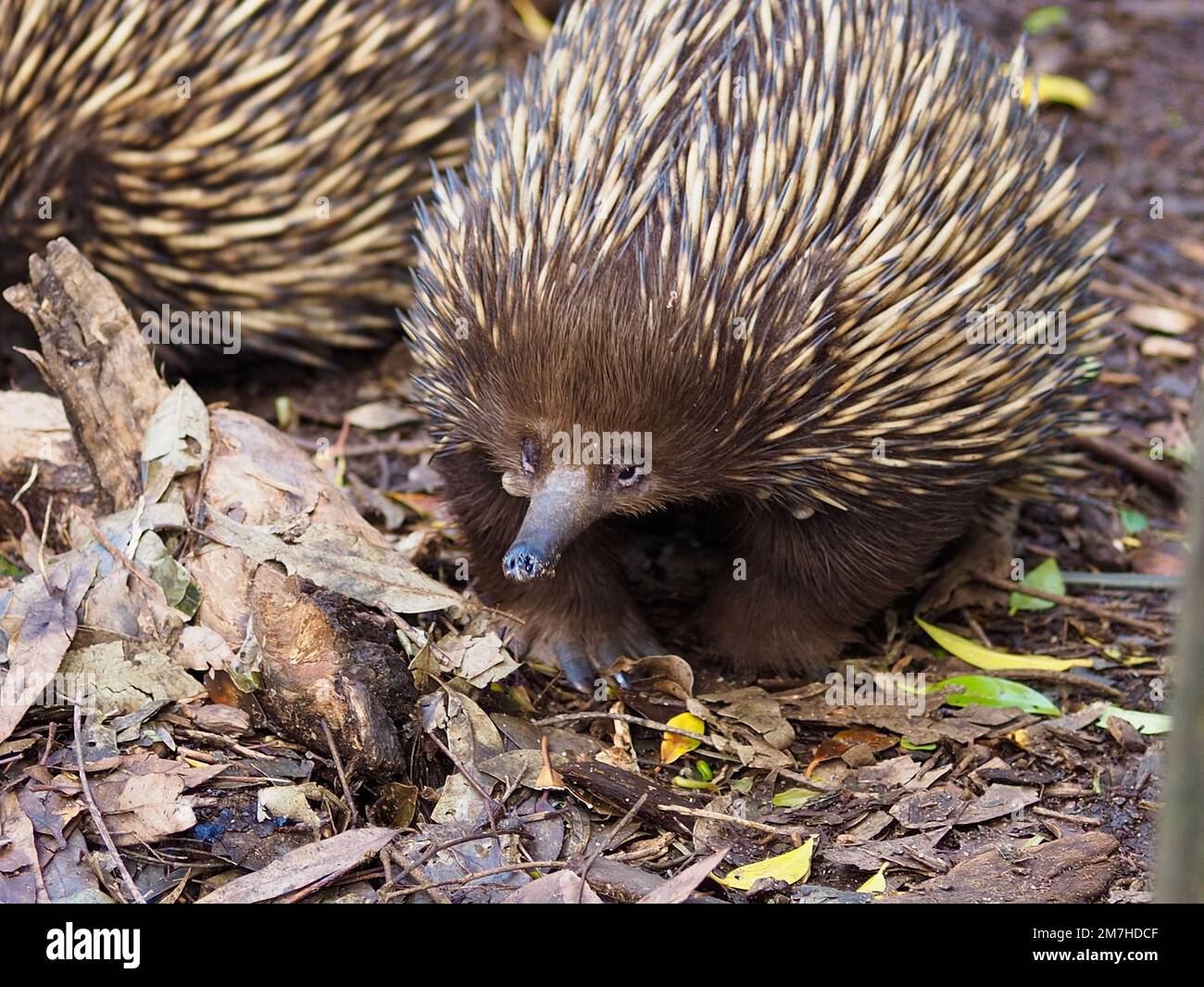 Incredibile spettacolare a becco corto Echidna rummaging nel sottobosco. Foto Stock