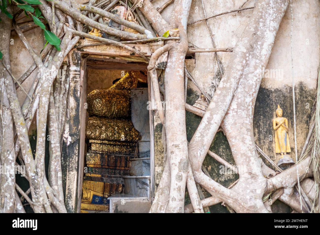 Samut Songkhram Thailandia, 29 NOVEMBRE 2022: Statua del Buddha d'oro in una chiesa coperta da un albero baniano di 100 anni a Wat Bangkung. Sono famosi per i viaggi Foto Stock