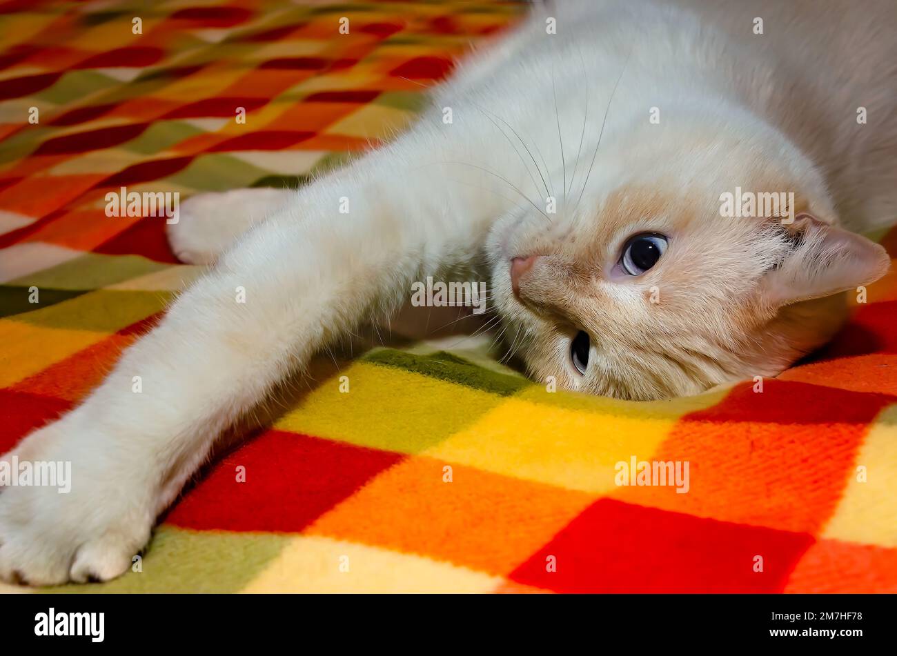 Blue, un gatto siamese a punta di fiamma, gioca su un copriletto colorato, 9 gennaio 2023, a Coden, Alabama. Foto Stock
